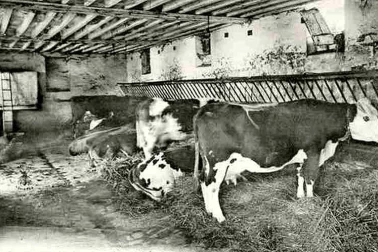 A la ferme les vaches a l etable