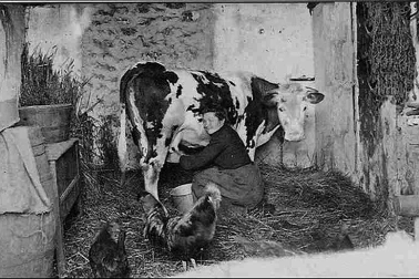A la ferme la traite de la vache