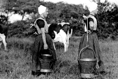 Bovins avec les femmes laiteres au travail