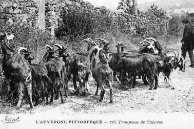 Auvergne pittoresque - Troupeau de chevres en campagne