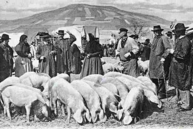 Auvergne le marche aux cochons