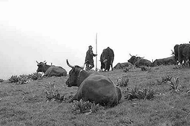 Cantal Une estive vacherie dans les montagnes du Cantal
