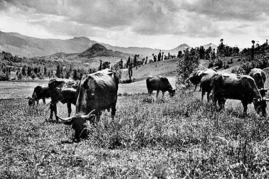 Cantal Les paturage dans la vallee