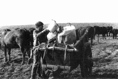Cantal une vacherie la traite en montagne
