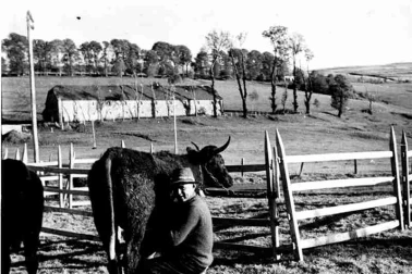 Cantal La traite des vaches au parc du cote de cheylade dans le Cantal