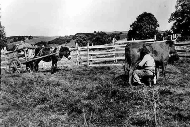 Cantal Dans une vacherie la traite