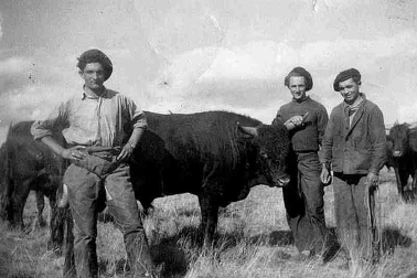 Cantal Une vacherie avec le betail en estive tranches de vie en estive