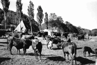 Cantal Elevage en montagne une vacherie