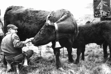 Cantal La traite dans une vacherie