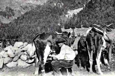Cantal la traite des vaches au burons
