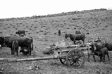 Cantal La traite en montagne dans les annees 60 dans une vacherie