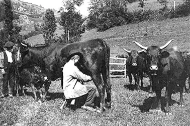Cantal Tranche de vie l heure de la traite vers 1900 dans une vacherie du Cantal