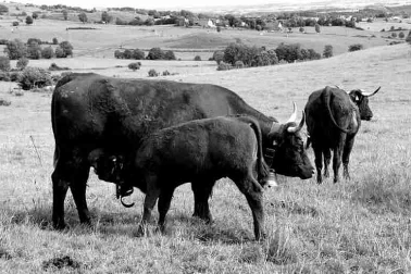 Cantal Une vacherie de race Salers elle accepte d etre traite uniquement en presence de son veau