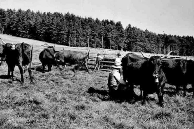 Cantal La traite des vaches en montagne dans le Cantal la vacherie