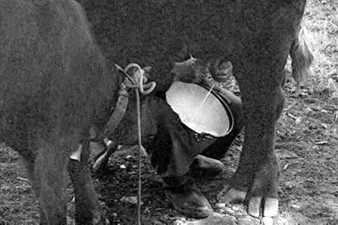 Cantal une vacherie la traite