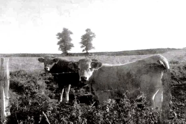 En campagne des jeunes bovins