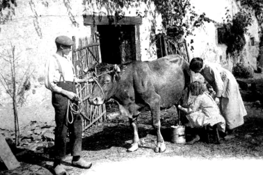 En campagne traite de la vache dans la cour de la ferme