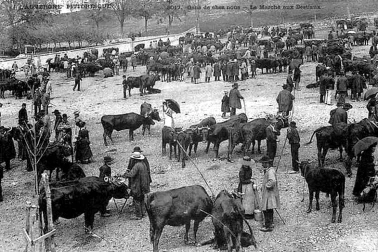 Foires et evenements l Auvergne Le marche aux bestiaux sur le foirail L Auvergne pittoresque
