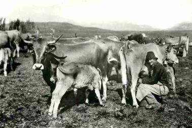 Dans une vacherie de montagne la traite des vaches