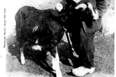 L AuvergneLes Paysan du Segalas