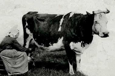 La laitiere et sa vache normande