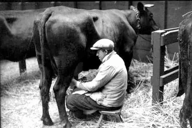 La traite des vaches a l etable