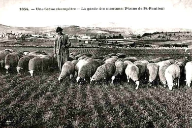 L Auvergne petits metiers Plaine de St-Paulien La garde des moutons Scene champetre