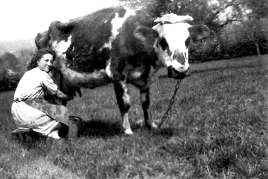 La femme fait la traite de la vache dans les pres