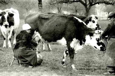 La traite de la vache au paturage