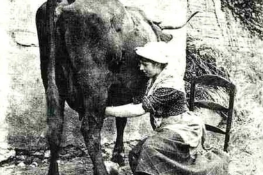La paysanne trai la vache dans la cour de la ferme