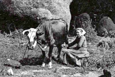 La traite de la vache dans la cour de la ferme