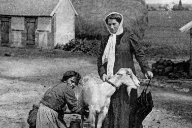 La traite des chevres