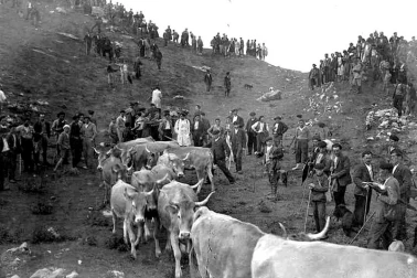 La descente d estive des vaches dans les annees 1960