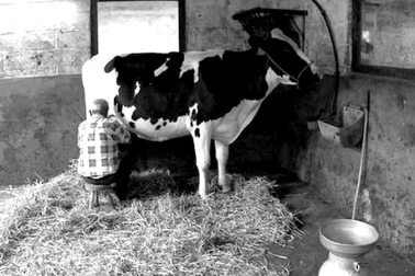 La traite de la vache a l etable
