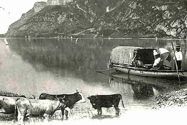 Les vaches au bord du lac