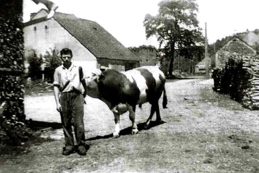 Le taureau de la ferme