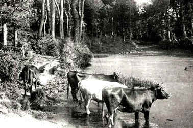 Les vaches au bord de l etang