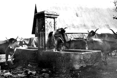 Les vaches a la fontaine
