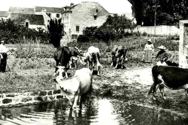 Les vaches a l abrevoir