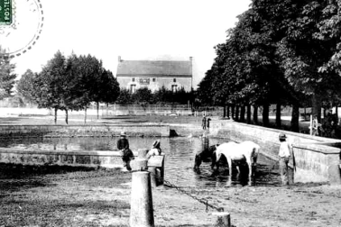 Les chevaux a l abreuvoir du village
