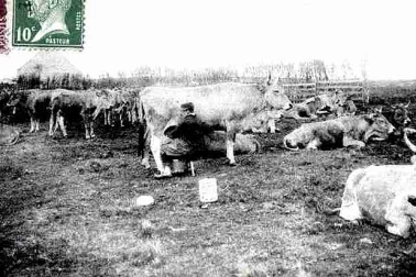 La traite des vaches dans une vacherie sur les monts du Cantal
