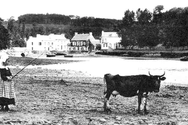 La vache et l enfant