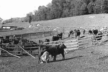 La traite des vaches en montagne dans une vacherie