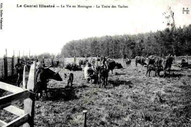 Les vacheries l Auvergne La traite des vaches La vie en montagne Le Cantal illustre