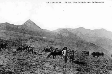 Les vacheries l Auvergne vacherie dans la montagne avec des des Salers au Font-de-Cere
