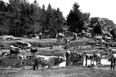 Le troupeau de vaches ou bord de la riviere