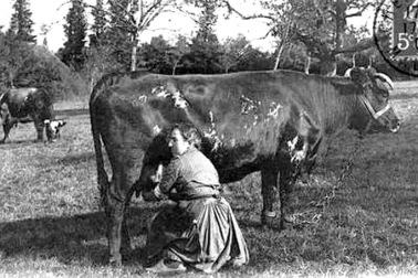La traite des vaches aux champs par une femme
