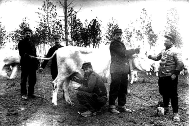 Les militaires et la traite de la vache