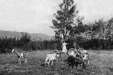 La vie aux champs en campagne