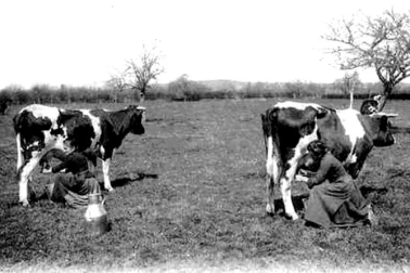 La vie au champs la traite des vaches par des femmes